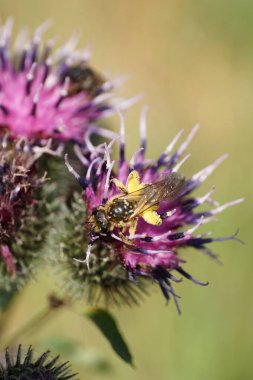  Kafkas yaban arısı Macropis fulvipes 'in Macro manzarası, deve dikeni mor tonlarında nektar topluyor.                              