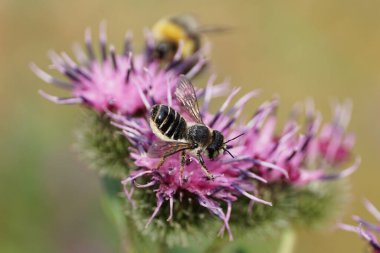Beyaz tüylü Kafkas arı broşürünün Macro manzarası. Megachile rotundata mor çiçek tarımsal Arctium lappa 'nın üzerinde yaz mevsiminde duruyor.                               