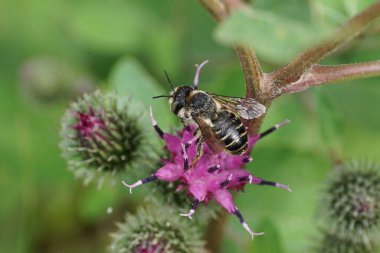 Yazın Arctium Lappa tarımının mor çiçeğinde nektar toplayan Kafkas arı broşürünün Macro görüntüsü                              