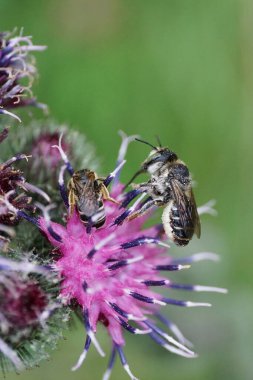 Tüylü bir Kafkas arı yaprağı Megachile rotundata ve mor bir Arctium lappa çiçeğinin üzerinde oturan küçük bir yabani arı.                               