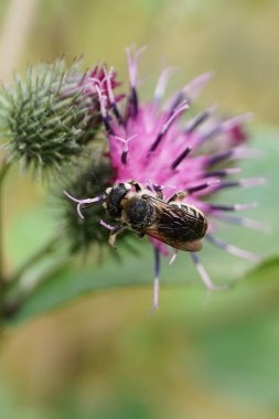 Yazın mor bir Arctium Lappa çiçeğinde nektar toplayan gri ve çizgili Kafkas arı yaprağı kesicisinin yakından görüntüsü.                               