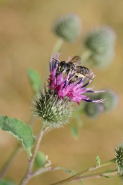 Beyaz tüylü beyaz arı yaprağı. Megachile rotundata. Mor çiçek Arctium lappa 'da oturup nektar topluyor.                               