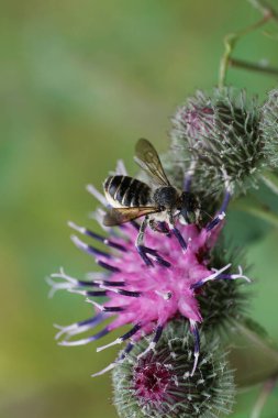 Kabarık, gri ve çizgili Kafkas arı yaprağı. Megachile rotundata oturmuş ve mor bir dulavrat çiçeğinin üzerinde nektar topluyor.                               