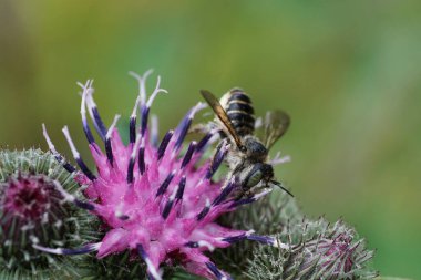 Makro kabarık gri Kafkas arı Megachile rotundata yaprak kesicisi hortumlu ve kanatlı mor bir dulavrat çiçeğinden nektar topluyor.                               
