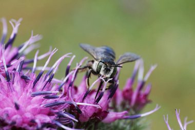 Kabarık gri beyaz bir beyaz arı olan Megachile rotundata yaprak kesicinin önünde hormon ve mor bir dulavrat çiçeğinden nektar toplayan kanatlar.                               