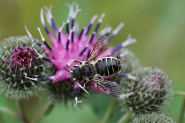 Kafkas çizgili Kafkas arı broşürünün yakından görüntüsü Megachile rotundata toplayarak mor Arctium lappa çiçeğinin nektarını topluyor.                               
