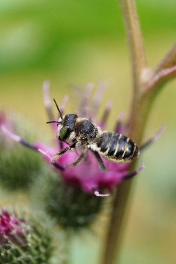 Ağustosta mor bir çiçekte oturan gri çizgili küçük beyaz arı broşürünün Macro 'su.                               