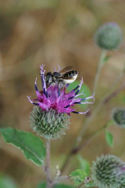 Mor bir dulavrat çiçeğinin üzerinde uzun hortumlar bulunan Kafkas çizgili Kafkas arı rotundata 'sına yakından bakın.                               