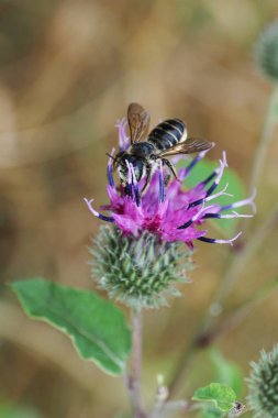  Kafkas çizgili ve gri Kafkasyalı arı Megachile rotundata ve mor Arctium lappa çiçekleri üzerinde uzun hortumlar.                              