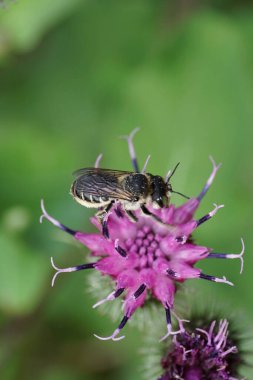 Mor Arctium lappa çiçeğinin üzerinde oturan beyaz çizgili ve gri Kafkas arı Megachile rotundata ve uzun hortumlar.                               