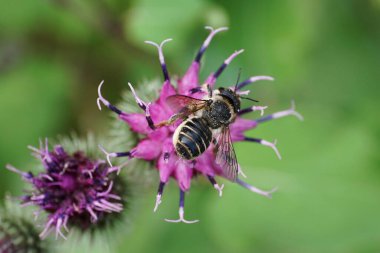 Kafkas grisi kabarık tüylü ve çizgili arı Megachile rotundata yaprak kesicisi. Kanatlarıyla deve dikeni desenli tek bir mor çiçekte nektar topluyor.