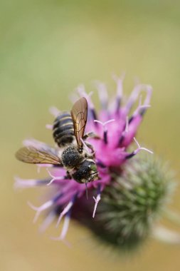 Ağustos 'ta mor bir çiçeğin üzerinde oturan gri çizgili küçük Kafkas arı broşürünün Macro manzarası                               