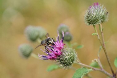 Makro gri çizgili Kafkas arı yaprağı kesicisi. Büyük gözleri ve dalları var. Mor bir dulavrat çiçeğinin nektarını topluyor.                               