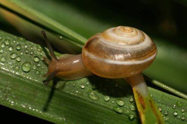 Kafkas bahçe salyangozunun yukarıdan görünüşü kabuklu ve uzun saplı yeşil bir yaprağın üzerinde yağmurdan sonra su damlacıklarıyla sürünen gözler.                               