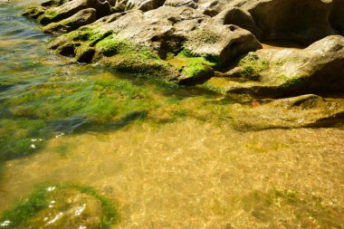 Hazar Denizi 'nin yosunları Kafkasya' nın eteklerindeki kayaların üzerinde sarı yeşil renkli.                               
