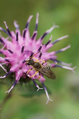  Yazın mor bir çiçekte oturan uzun antenli Kafkas arısı Melitta 'nın Macro' su                              