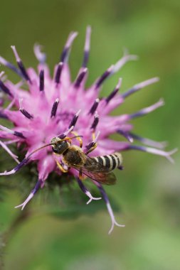 Kafkas çiçek arısı cinsi Melitta 'nın yakın çekimi. Uzun bıyıklı, mor bir dulavrat çiçeğinin üzerinde oturuyor.                               
