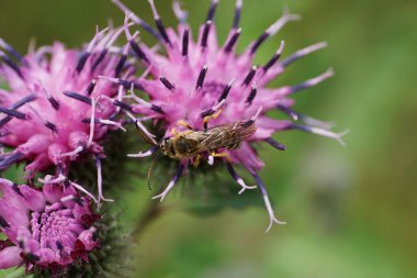 Yazın mor bir devedikeni üzerinde oturan uzun antenli Kafkas arısı Melitta 'nın Macro manzarası                               