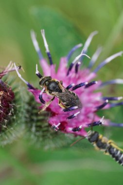 Küçük çizgili beyaz bir arı olan Macropis fulvipes mor bir dulavrat çiçeğinin üzerinde oturuyor.                               