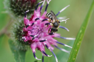 Mor bir dulavrat çiçeğinin üzerinde oturan küçük çizgili beyaz arı Macropis fulvipes 'in yakın çekimi                              