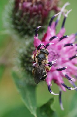 Mor bir dulavrat çiçeğinin üzerinde çizgili gri bir göbeği ve polen toplayan kanatlarıyla Macropis fulvipes 'in beyaz çiçek arısının yakın çekimi.                              