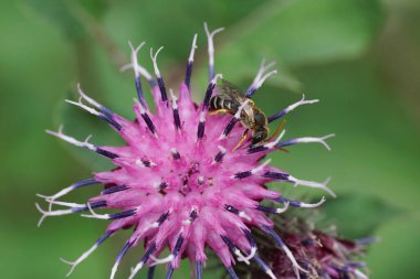 Yazın mor vahşi bir kekik üzerinde sürünen çizgili gri bir göbeği olan beyaz bir arı Makropis Fulvipes 'in yukarıdan görünüşü                               