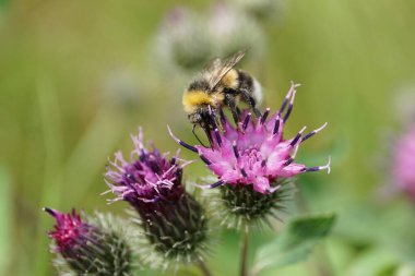 Sarı-siyah beyaz yaban arısının uzun bacakları ve hortumları deve dikeni mor Arctium lappa çiçeğinin dolgunluğundan nektar topluyor.                               