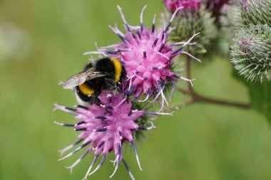 Sarı-siyah Kafkasya yaban arısı Bombus Lucorum 'un Macro yan görüntüsü. Devedikeni mor Arctium lappa çiçeğinin tomurcuğunda oturan uzun pençeli.                               