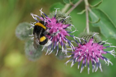  Kafkas yaban arısı lucorum 'una yakın plan, uzun bacaklı, mor çiçek şişirme burdock Arctium lapp nektar topluyor.