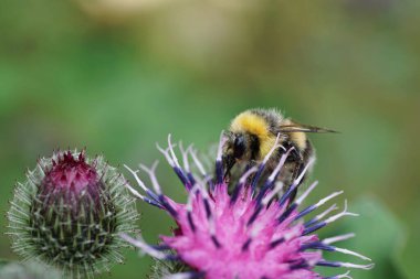 Yazın Arctium lappa desenli mor çiçeğin üzerinde oturan uzun bacaklı ve hortumlu Bumblebee Bumblebee Lucorum 'lu Makro.                               