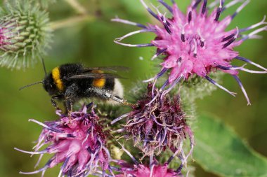 Yazın Arctium Lappa 'nın mor çiçeğinin üzerinde oturan uzun bacaklı ve hortumlu Kafkas Bal Bombası Lucorum' unun Macro 'su.                               