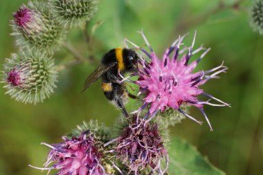 Kafkasya Bumblebee Lucorum 'unun Macro' su. Uzun bacakları ve devedikeni mor çiçeğinin üzerinde oturan hortumları var.
