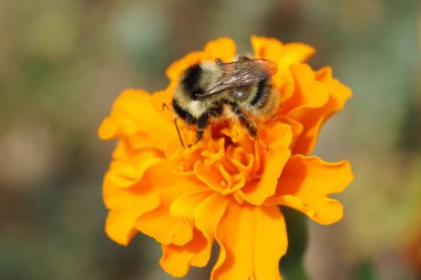 Kafkas çizgili, gri-siyah ve tüylü yaban arısı Bombus serrisquama 'nın yakın çekimi. Kanatlarıyla nektar ve turuncu polen çiçekleri topluyor. Tagetes erecta in sprin