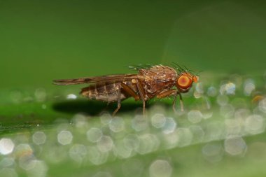  Yağmurdan sonra yeşil yaprağın üzerinde uzun kılları olan küçük bir Kafkas sineğinin makro kenar manzarası                              