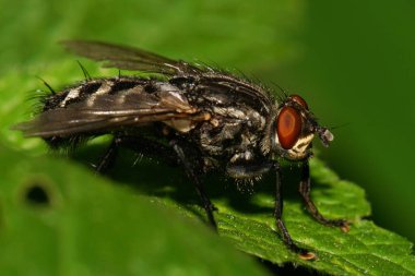 Kafkas grisi, kırmızı gözlü, pençeli ve kanatlı bir Makro yazın çimenlerde yeşil bir yaprağın üzerinde oturuyor.                               