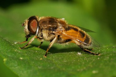Kahverengi tüylü Kafkas çiçek sineğinin makro manzarası. Yeşil yaprak ısırganı üzerinde oturan uçan sinek.