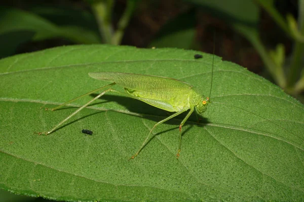 Macro Caucasian Green Grasshopper Big Eyes Long Mustache Sitting Green — Stock Photo, Image