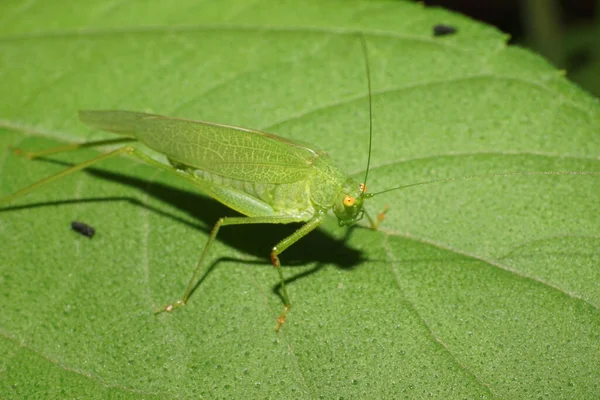 Vista Macro Saltamontes Verde Caucásico Con Ojos Grandes Bigotes Largos —  Fotos de Stock