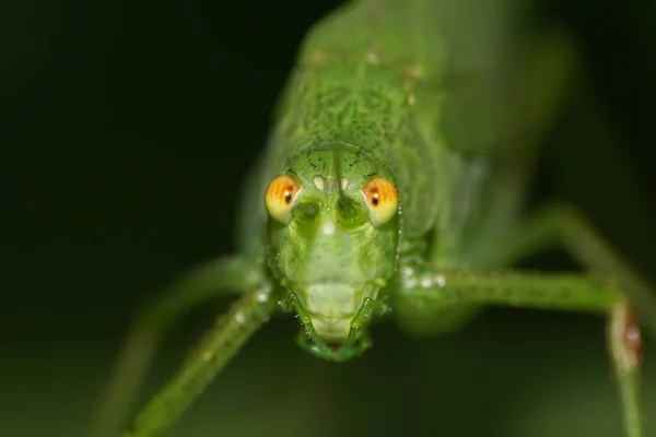 Vista Macro Frente Gafanhoto Verde Caucasiano Com Grandes Olhos Longos — Fotografia de Stock