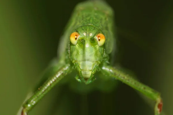 Vista Macro Frente Cabeça Gafanhoto Verde Caucasiano Com Olhos Grandes — Fotografia de Stock