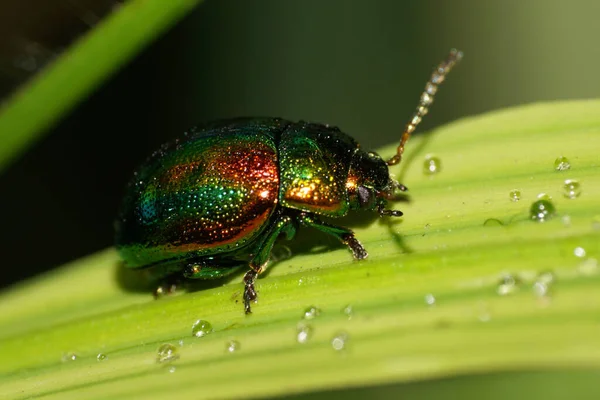 Koyu yeşil Kafkas küçük sopasıyla uzun antenli yeşil bir yaprağın üzerinde yağmurdan sonra su damlacıklarıyla oturuyor.                               