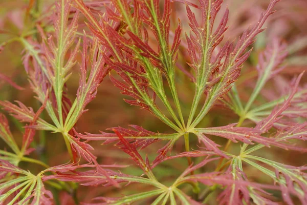 Close Red Green Leaves Dwarf Maple Acer Japonicum Intertwined Foothills — Stock Photo, Image