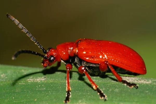 Nahaufnahme Eines Roten Kaukasischen Käfers Mit Langen Fühlern Der Sommer — Stockfoto