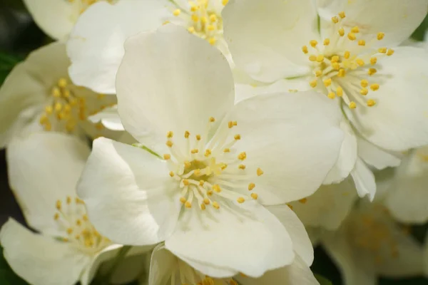 Macro Primavera Flores Blancas Chubushnik Caucásico Philadelphus Coronarius Ordinario Las —  Fotos de Stock
