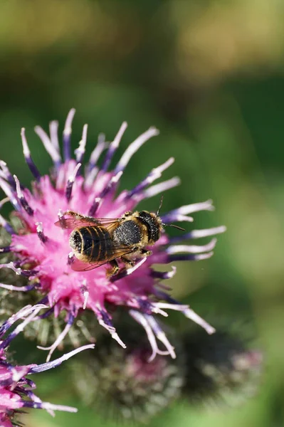 Yakın plan beyaz-gri çizgili ve tüylü Hymenoptera Megachile rotundata toplayarak dulavrat Arctium lappa 'nın açık mor infloresansında nektar topluyor.                              