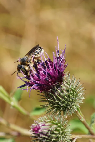  Çizgili Kafkasya gri kızlık zarının makro kenar görüntüsü Megachile rotundata toplayarak dulavrat Arctium lappa 'nın açık mor tonlarında nektar topluyor.                              