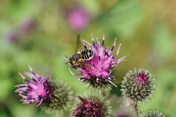  Kafkasya beyaz-gri himenoptera Megachile rotundata 'nın yukarısından makro görünüm yazın burdock Arctium lappa' nın açık mor infloresansında nektar topluyor.                              