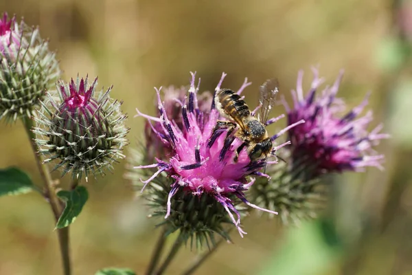 Kafkas grisi hymenoptera Megachile rotundata 'nın Macro' su yazın dulavrat Arctium lappa 'nın açık mor infloresans nektarı toplamaktadır.                               