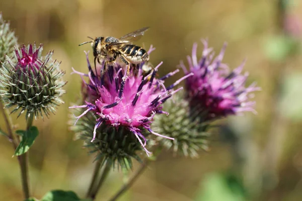 Yakın Plan Çizgili Kafkas Grisi Hymenoptera Megachile Rotundata Toplayarak Dulavrat — Stok fotoğraf