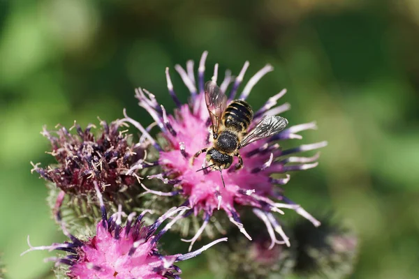 Kafkas beyaz-gri çizgili hymenoptera Megachile rotundata 'nın yakından görüntüsü burdock Arctium lappa' nın şişkinliğinin açık-mor infloresans üzerinde nektar topluyor                               
